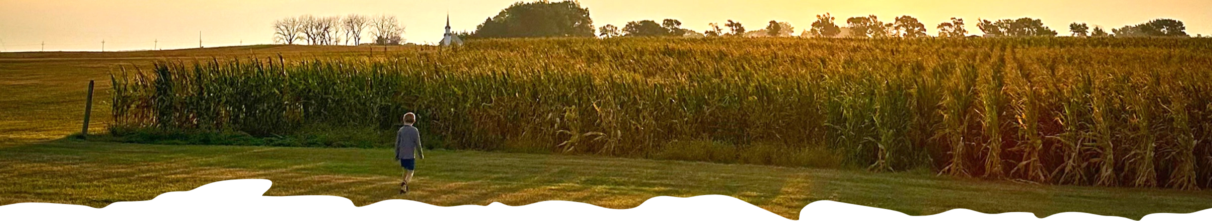Child walking near cornfield.
