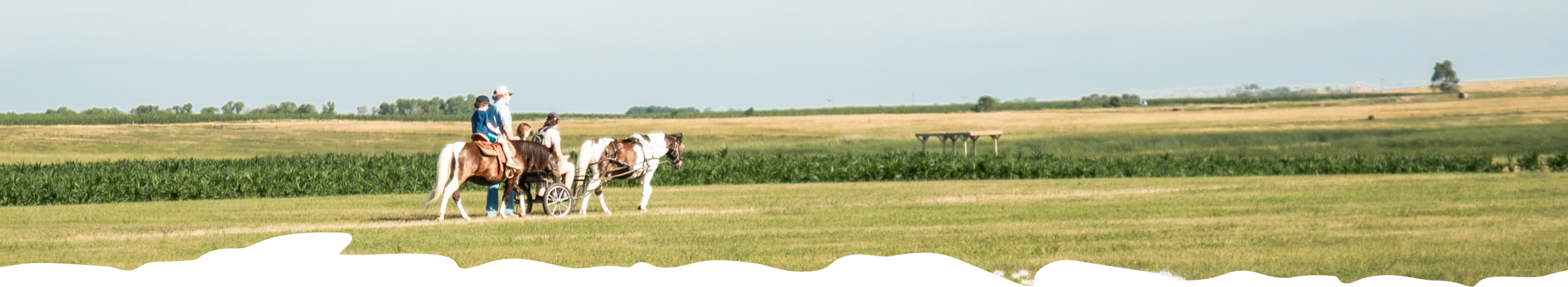 People walking alongside two horses
